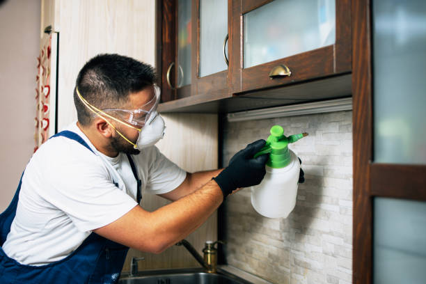 Wasp Removal Services in Lake Park, FL