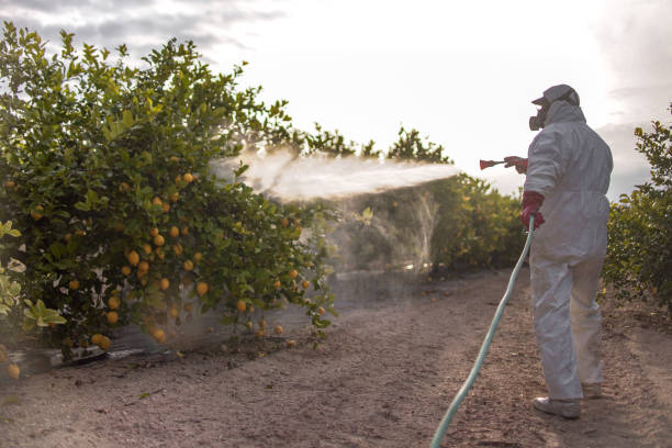 Best Wasp Removal Services  in Lake Park, FL