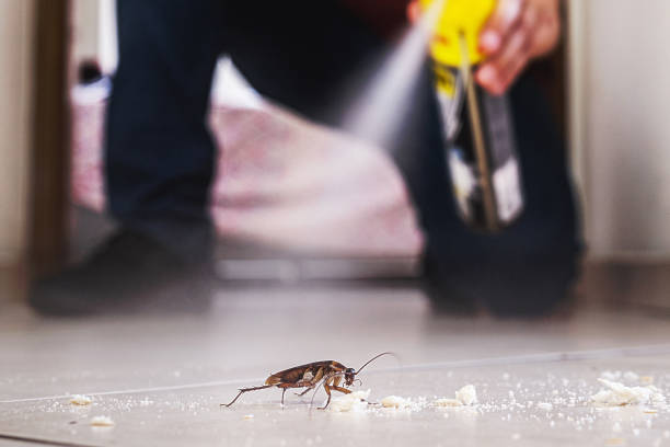 Best Flea Control Services  in Lake Park, FL